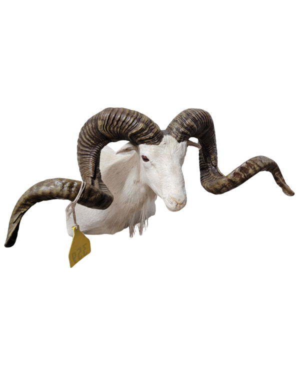 3D Printed Goat Horns_edited 2.0